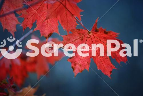 Red Autumn Maple Leaves Close Up